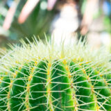 サムネ・函館市熱帯植物園