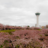 サムネ・五稜郭タワーと桜