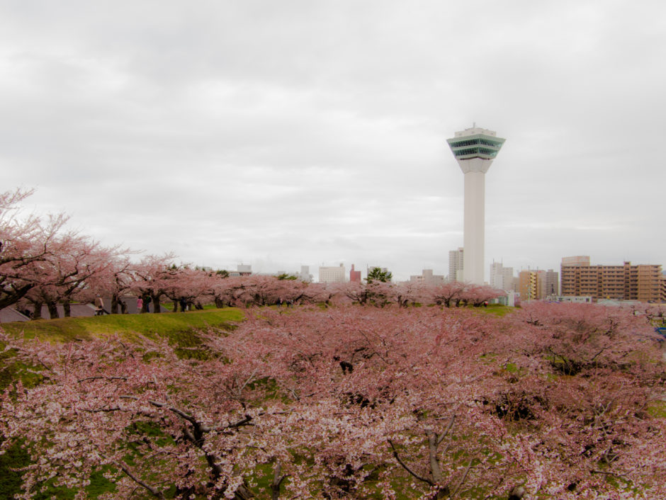 サムネ・五稜郭タワーと桜