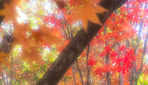 MARUMI DHG ソフトファンタジーII 使用レビュー・紅葉や桜撮影で大活躍