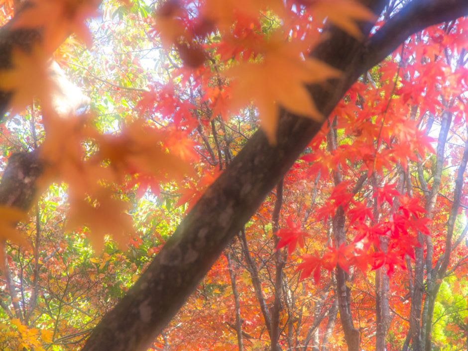 香雪園の紅葉