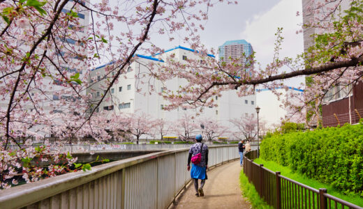 東京観光・都会での花見（お江戸深川さくらまつり）と寺神社巡りしてきた話