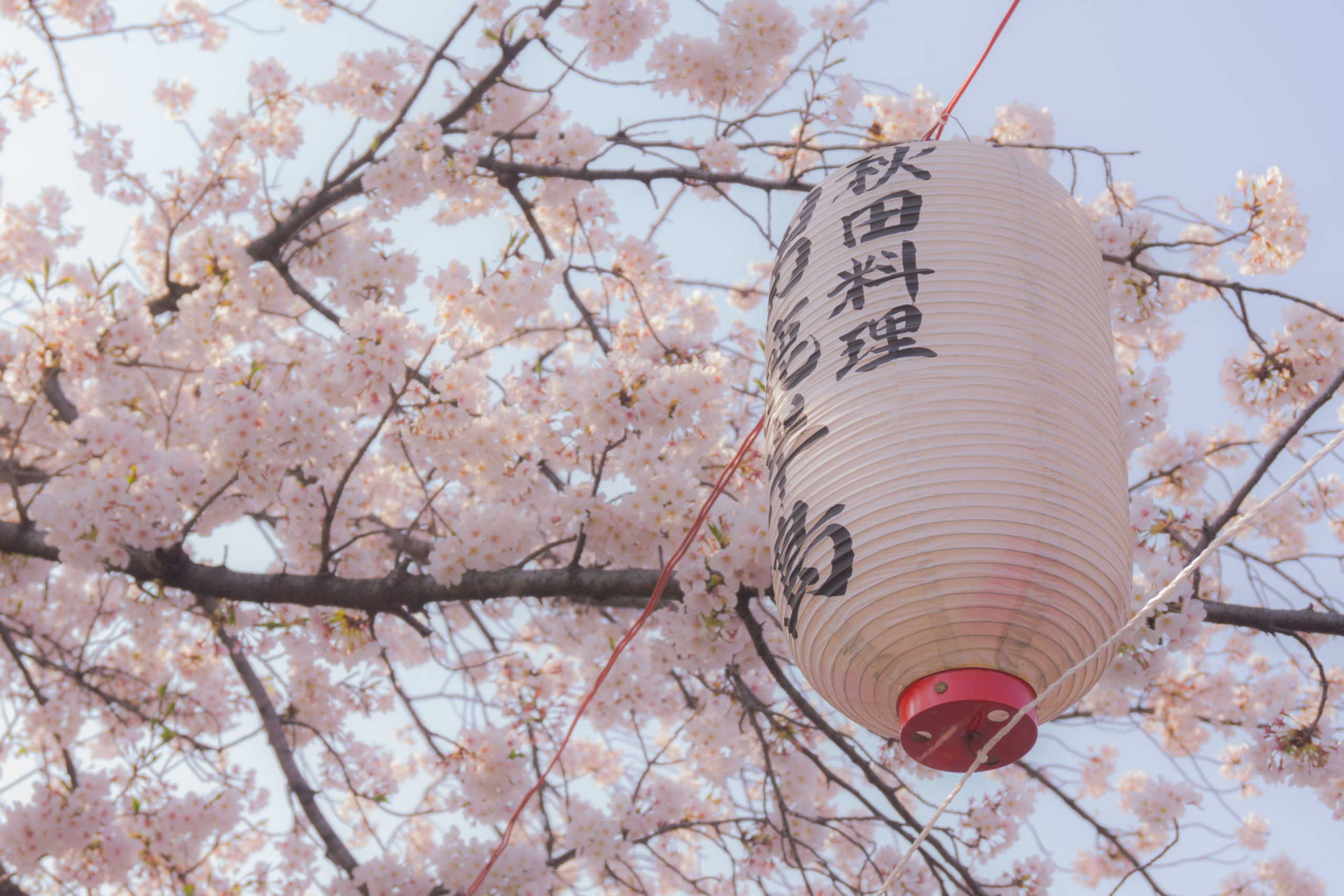 秋田料理提灯と桜
