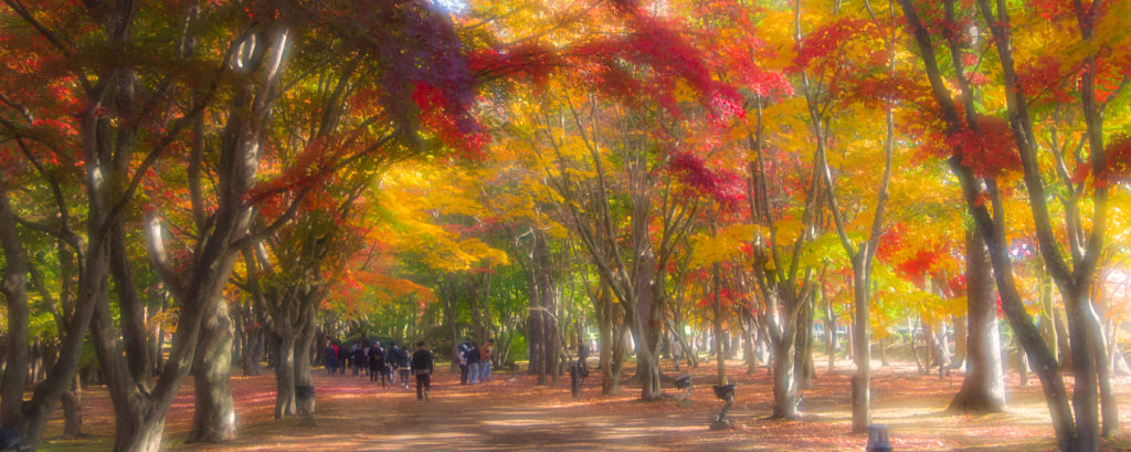 香雪園紅葉シーズン