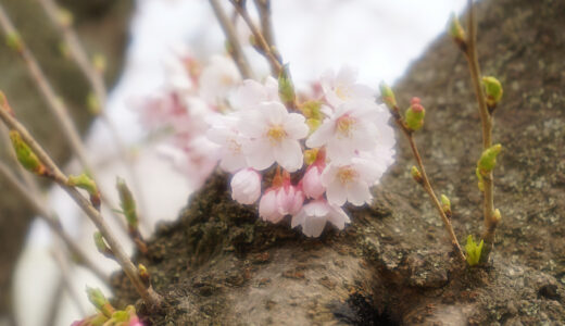 これまで撮った桜の写真をまとめてみた！写真解説付き
