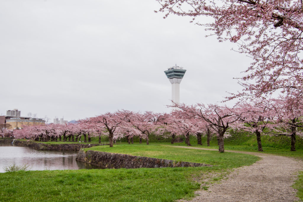 五稜郭内堀と桜