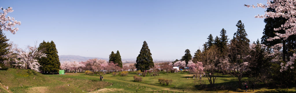 陣屋の桜パノラマ写真