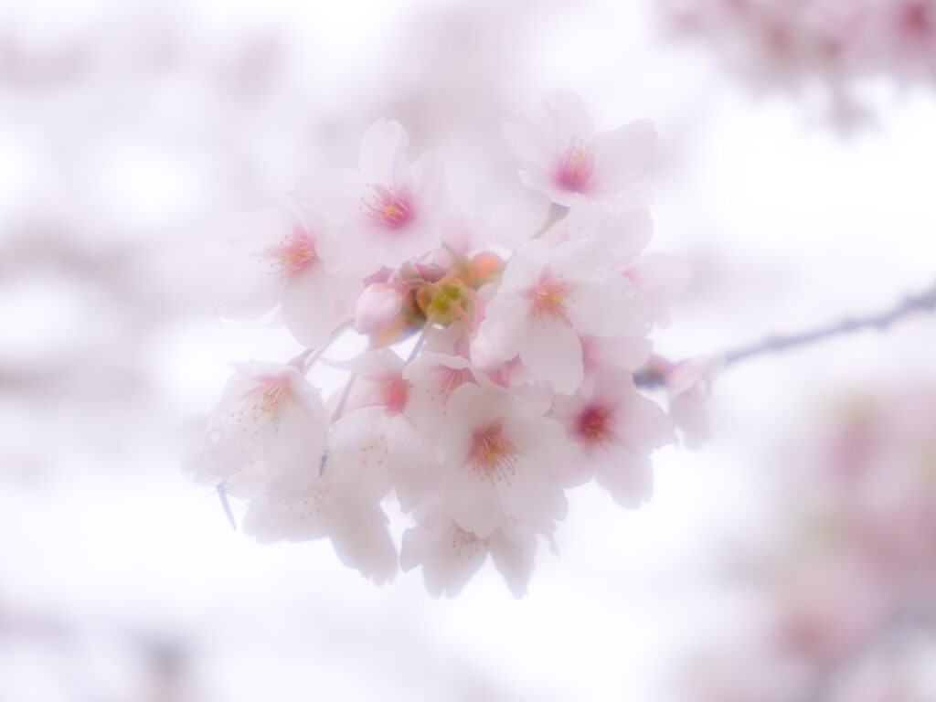 サムネ・函館桜開花