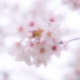 サムネ・函館桜開花