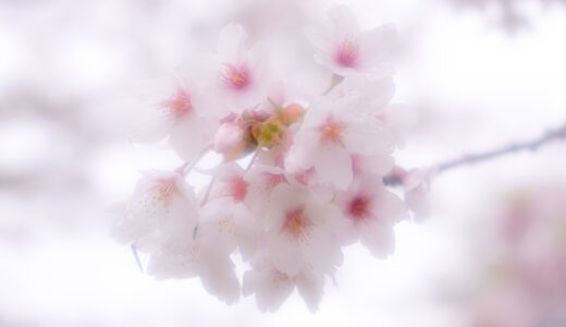 北海道（道南地区）桜スポットと開花まとめ