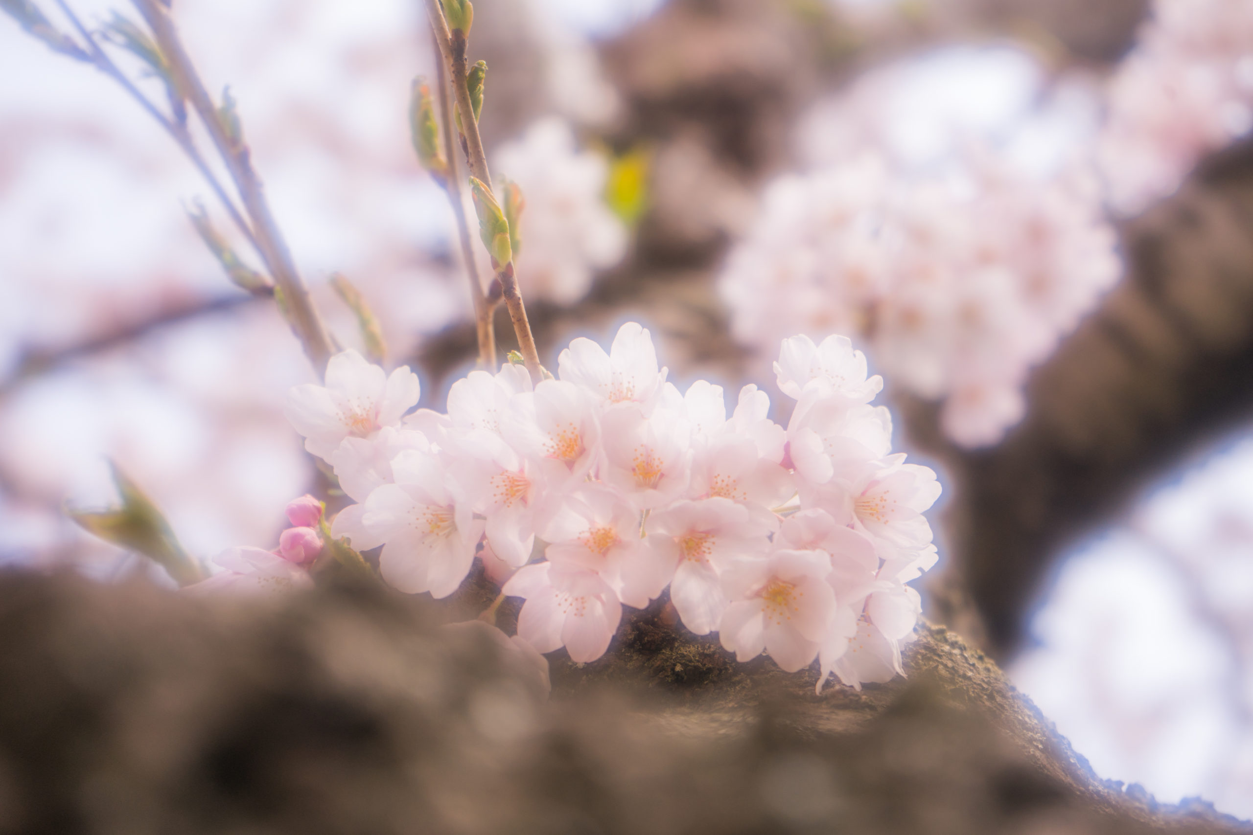 水晶玉とレンズフィルターを使って桜撮影！予算¥5,000で陽気な春の演出
