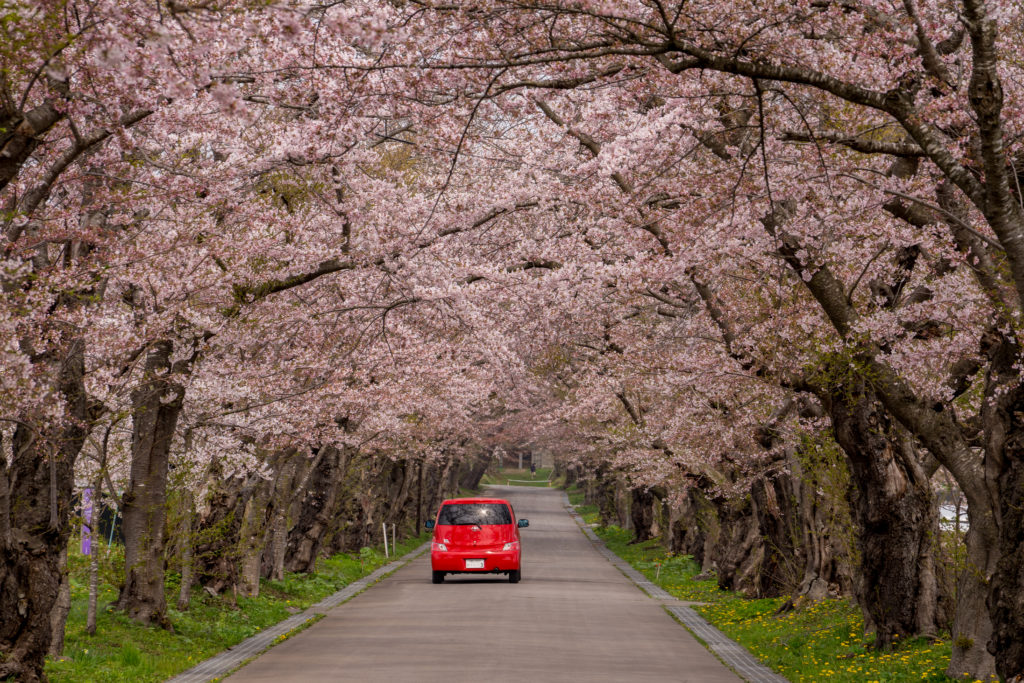 赤い車と桜トンネル・清川陣屋