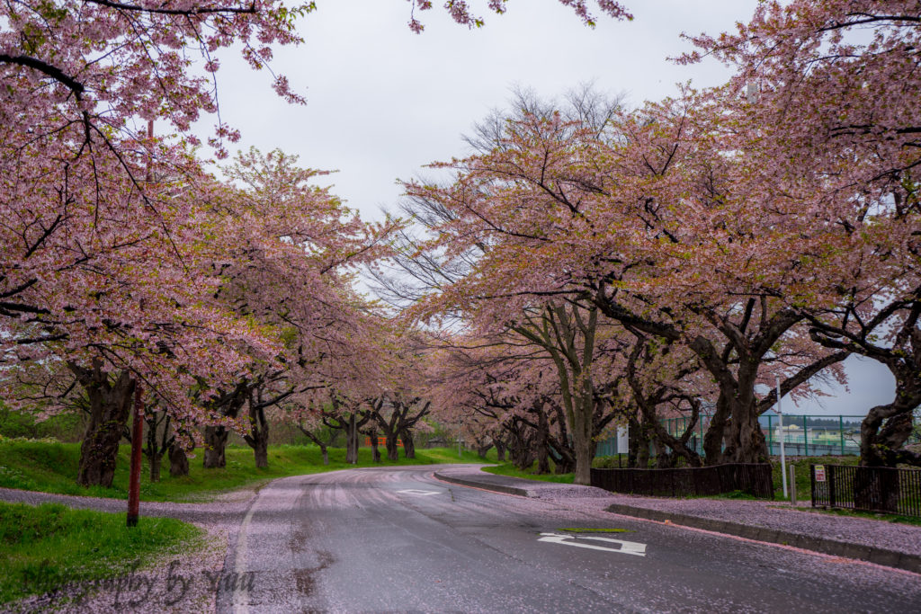 北斗桜回廊・桜散り始め