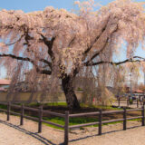 サムネ・法亀事しだれ桜