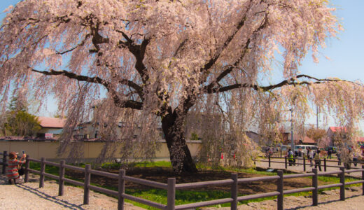 【新函館北斗でお花見】北斗桜回廊の桜並木と法亀寺の枝垂れ桜