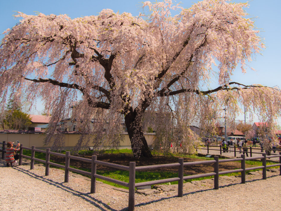 サムネ・法亀事しだれ桜