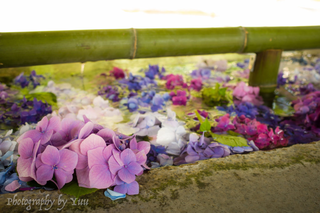 函館八幡宮の花手水