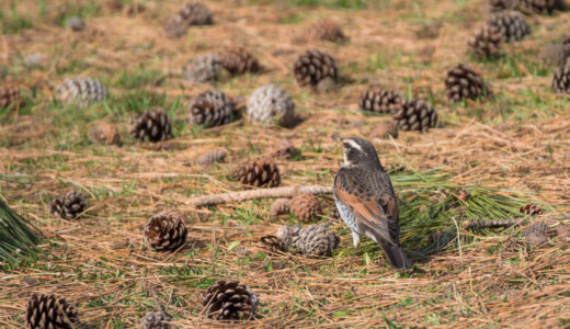 秋田の野鳥2021年3〜5月｜都市公園、河川、市街地周辺