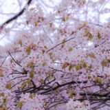 サムネ・秋田の桜開花