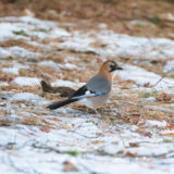 サムネ・香雪園カケス