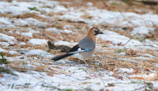 冬の函館見晴公園（香雪園）で探鳥した話！