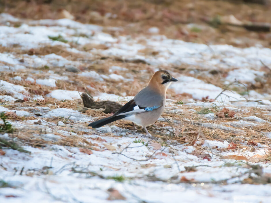 サムネ・香雪園カケス