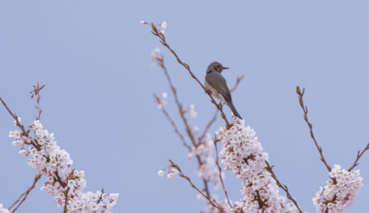 秋田で探鳥・桜でヒヨドリはピーヨピーヨ鳴く｜Brown-eared bulbul