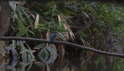 秋田で探鳥・カワセミを探せ！街の河川・湖沼に住む青い宝石