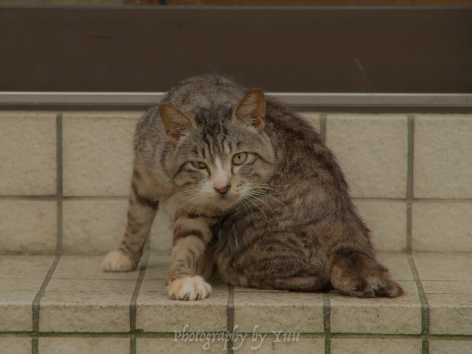 サムネ・K-S2スナップ猫