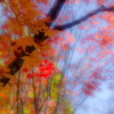 サムネ・K-S2紅葉