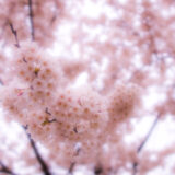 サムネ・ステアプリング桜