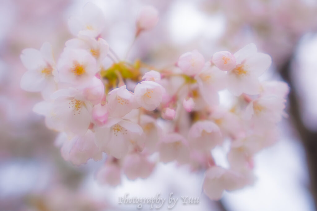 桜とフィルター