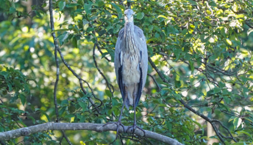 アオサギ ―Grey Heron