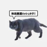 サムネ・ネコ