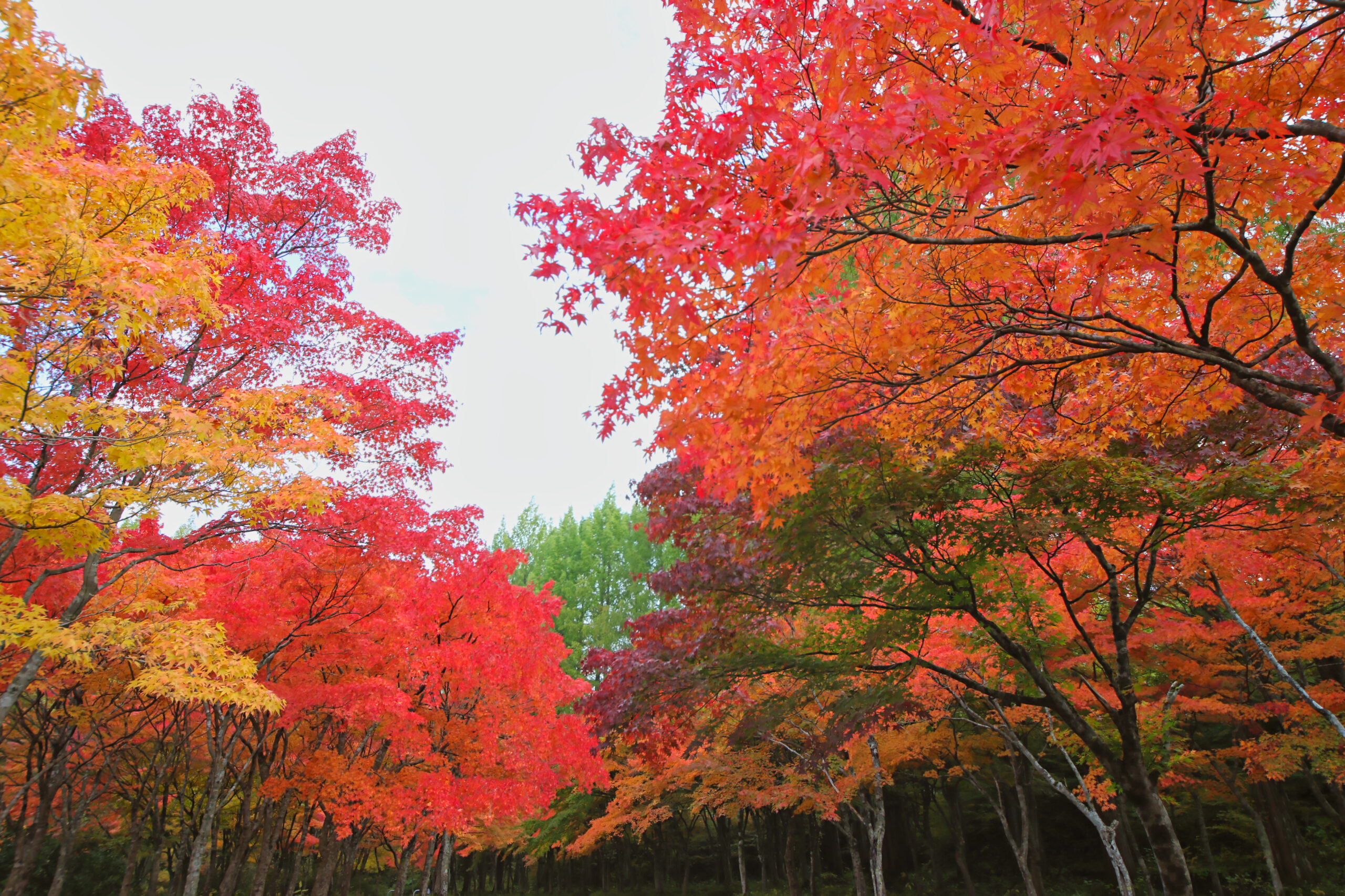 旭川ダム公園の赤一色のヤマモミジ 仁別渓流のダム公園 勇ブログ Isamu