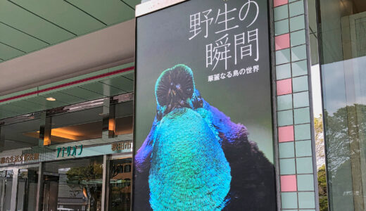 嶋田忠写真展「野生の瞬間」に行ってきました＠秋田市千秋美術館