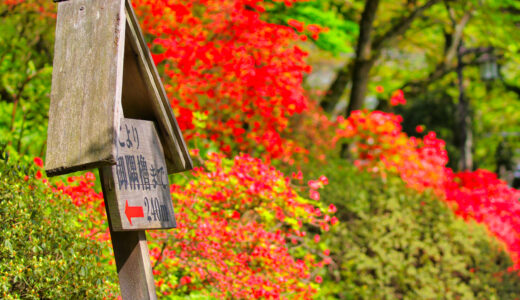 秋田の野鳥2022年ゴールデンウィーク｜都市公園と里山