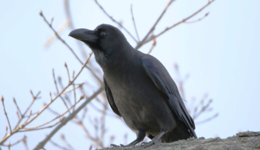 ハシブトガラス ―Large-billed Crow