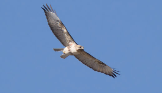 ノスリ ―Common Buzzard