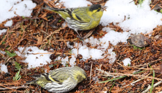 マヒワ ―Eurasian Siskin