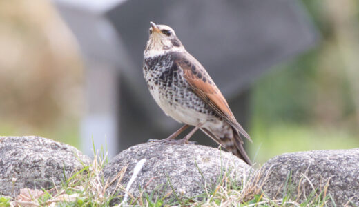 ツグミ ―Dusky Thrush