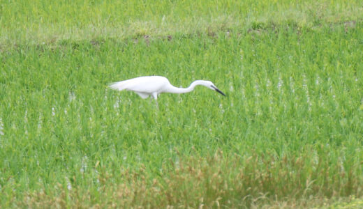 チュウサギ ―Intermediate Egret