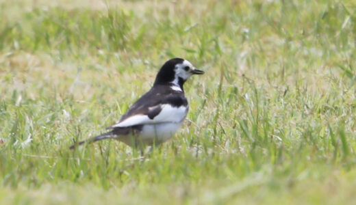 ハクセキレイ ―White Wagtail