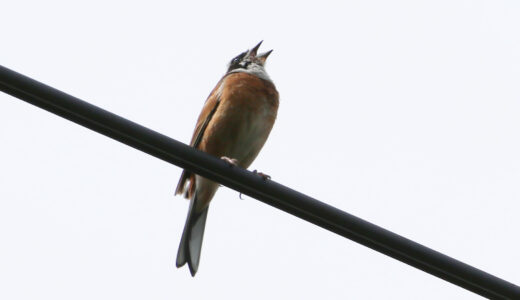 ホオジロ ―Meadow Bunting