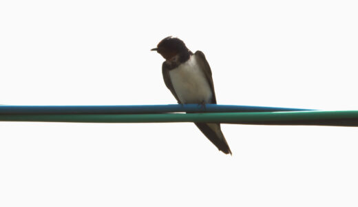 ツバメ ―Barn Swallow