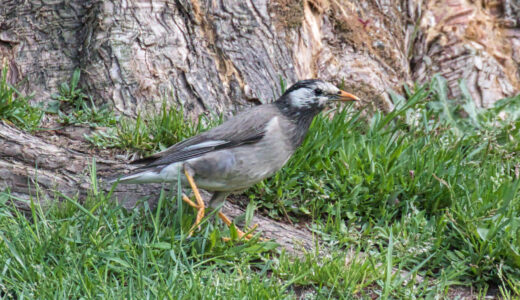 ムクドリ ―White-cheeked Starling