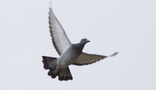 カワラバト ―Rock Dove