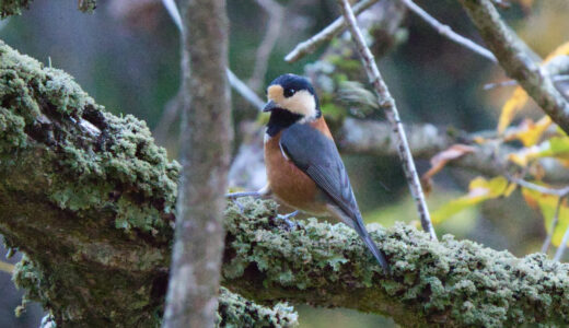 ヤマガラ ―Varied Tit