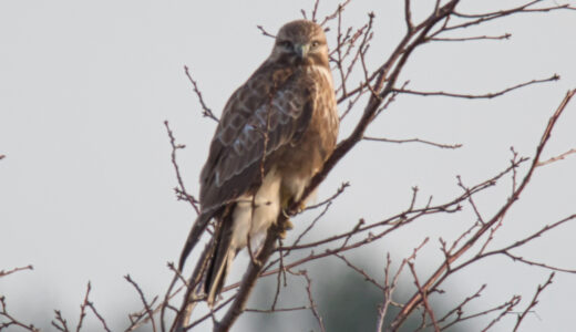 チュウヒ ―Eastern Marsh Harrier