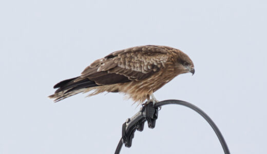 トビ ―Black Kite
